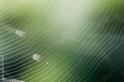 Spiderweb with dew drop