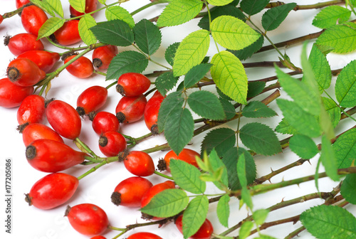 Medicinal plants and herbs composition Pile of Dog rose bunch branch Rosa canina on white 