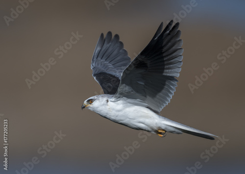 White-tailed Kite photo