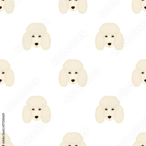 The dog breed is poodle.Muzzle of the poodle single icon in cartoon style vector symbol stock illustration web.