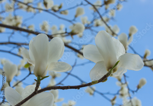 Magnolia spring