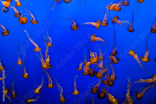 Orange Jellyfish with blue background