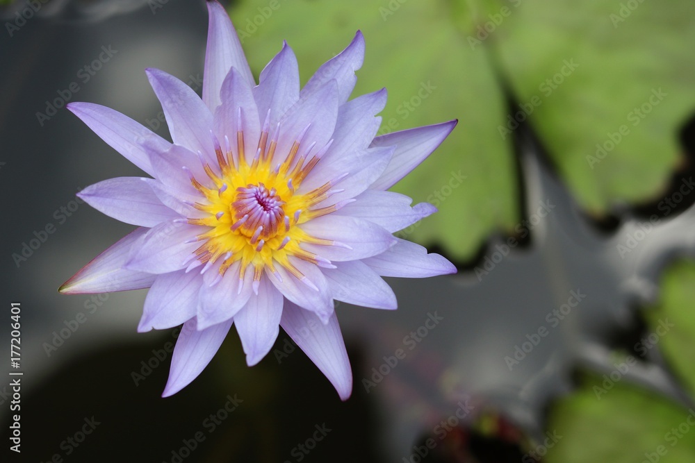 Purple waterlily in the pond beauty in nature Purple waterlily in the pond beauty in nature