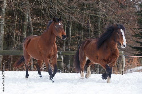 Pferde im Schnee bei Herbstlaub