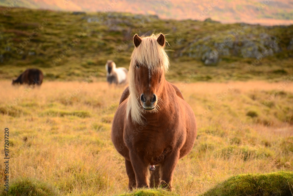 Icelandic horses Icelandic horses