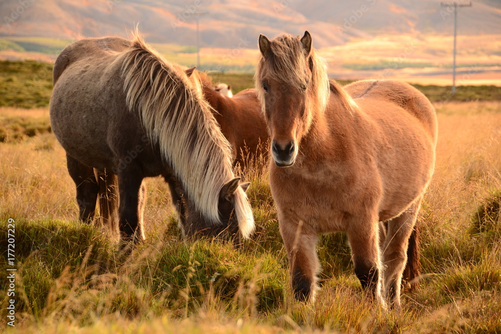 Fototapeta premium Icelandic horses