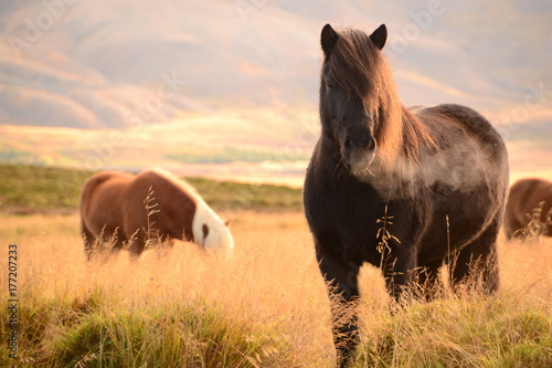 Icelandic horses photo