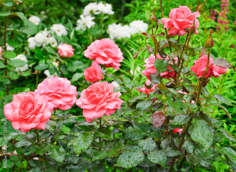 Beautiful pink roses in the garden after the rain Beautiful pink roses in the garden after the rain