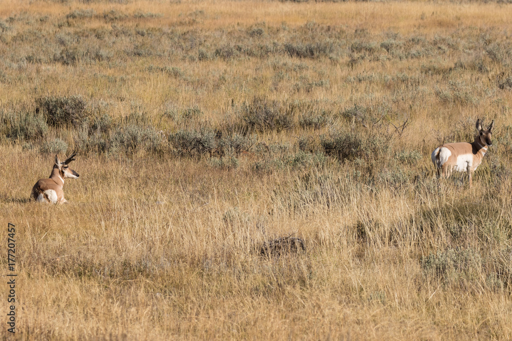 Fototapeta premium Pronghorn Antelope Bucks