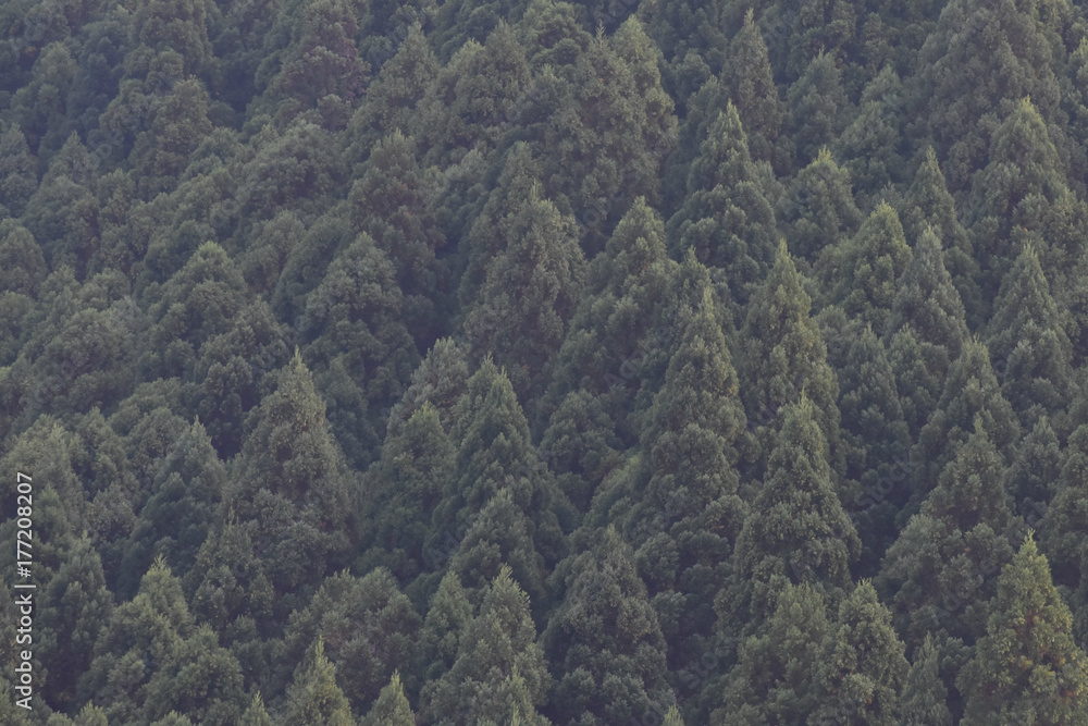 北山杉 北山杉
