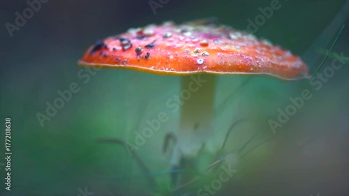 Fly agaric. Amanita muscaria, inedible mushroom in a forest. White-dotted red mushroom closeup. 3840X2160 4K UHD video footage