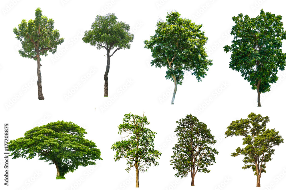 Set of tree isolated white background. Set of tree isolated white background.