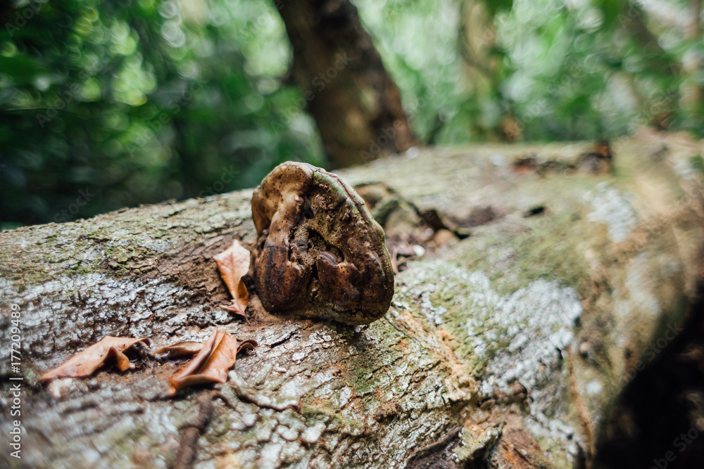 Mushroom on fallen tree trunk in the forest. Mushroom on fallen tree trunk in the forest.