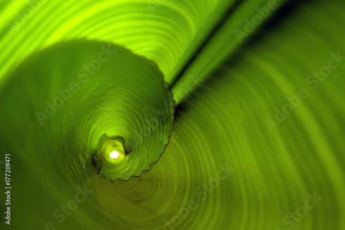 The rolled banana leaf, green background