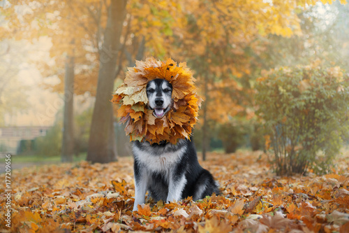 big dog with a wreath of leaves on the head © malamooshi