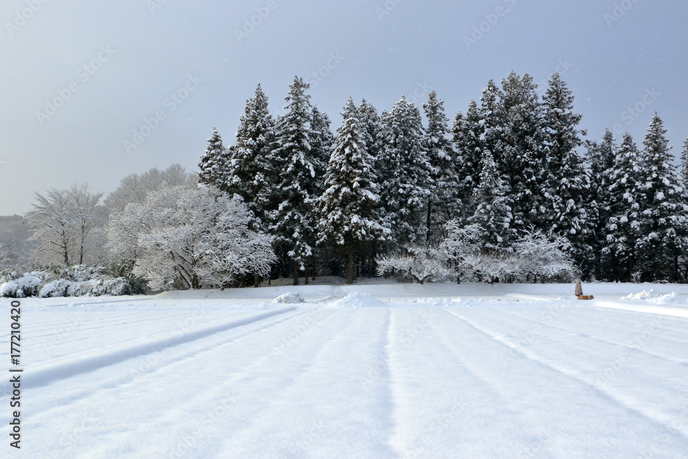Fototapeta premium 冬の田園