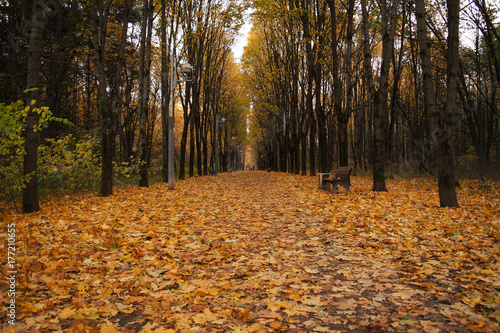 Autumn road in the park