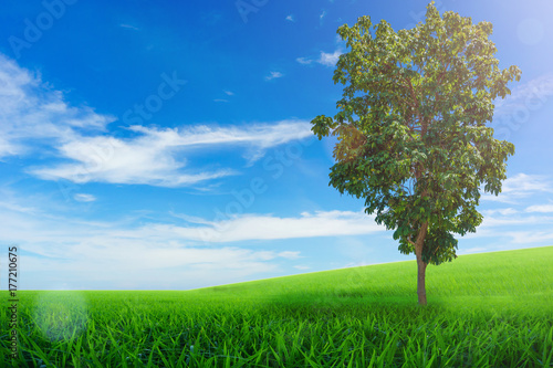 Nature background, Green meadow and tree under the blue sky on sunny day.