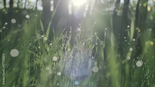 green grass and drops of morning dew