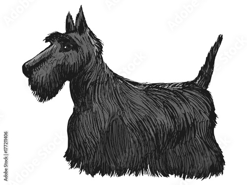 Scottish terrier, side view