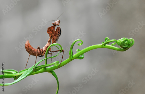 Deroplatys Dessicata, photo