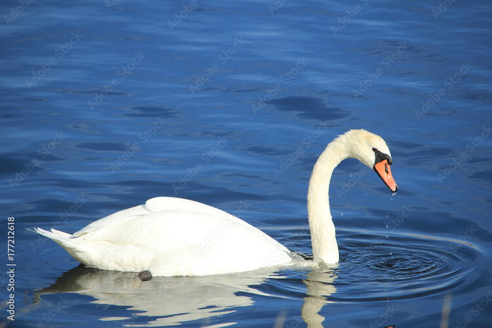 A Single swan A Single swan