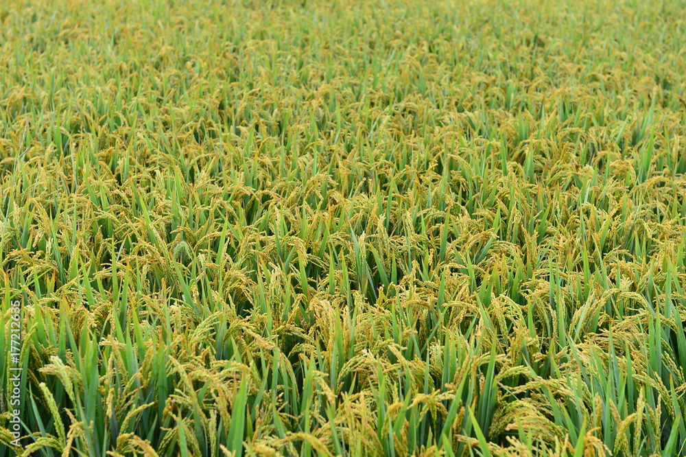 Fototapeta premium Paddy fields