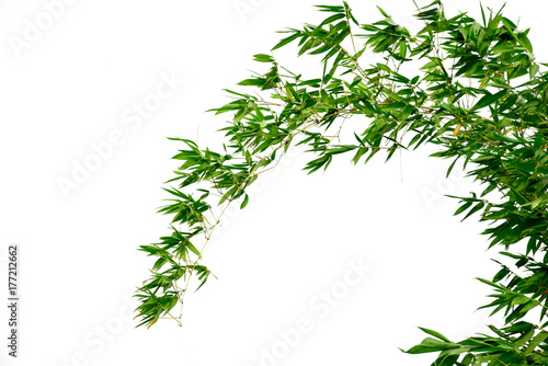 Branch of bamboo isolated on white background