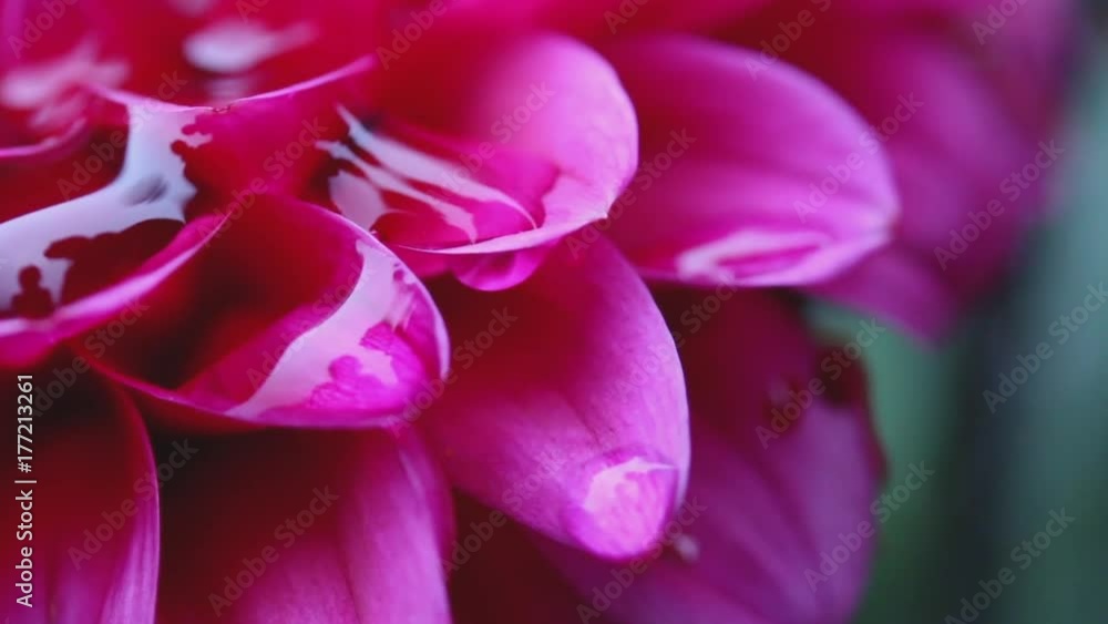 Extreme close up shot of a pink Dahlia flower in the rain, raindrops. Extreme close up shot of a pink Dahlia flower in the rain, raindrops.
