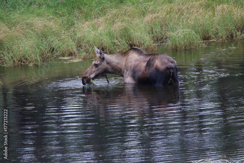 Feeding cow Moose in the wild