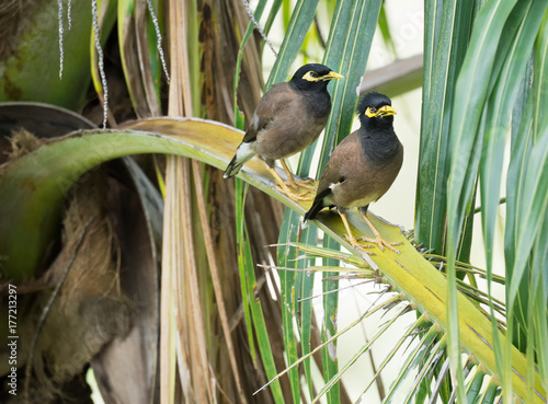 Pair of birds Common myna are sitting on a branch of palm tree photo