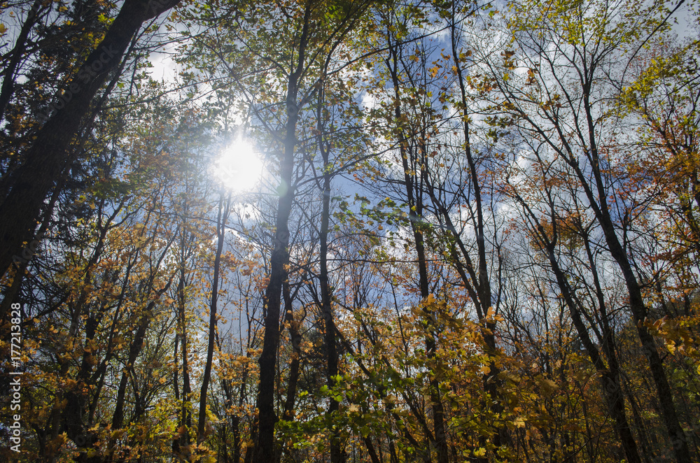 Obraz premium Fall Forest