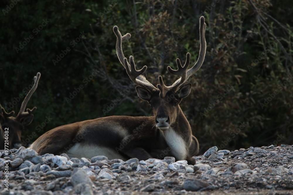 Caribou in the wilds of Alaska 3 Caribou in the wilds of Alaska 3