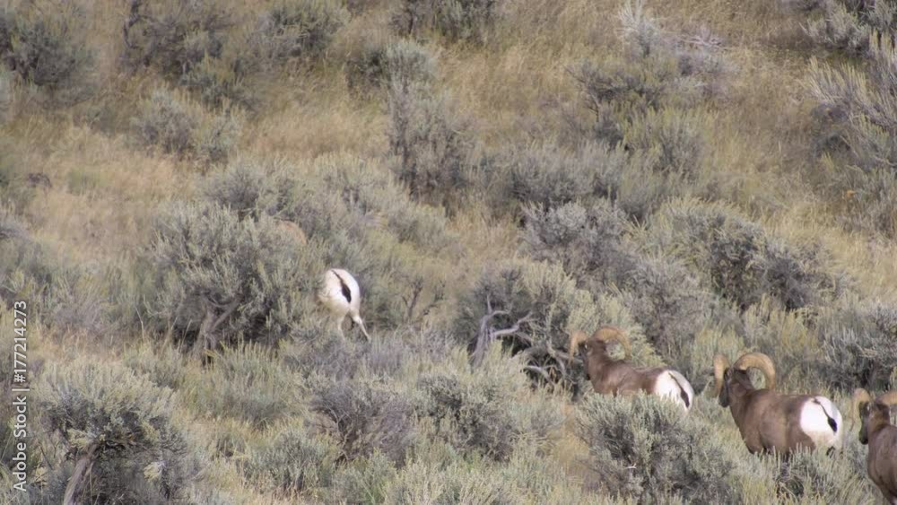 Four bighorn sheep walking through sagebrush on the move. Four bighorn sheep walking through sagebrush on the move.