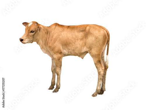 Brown Cow standing on white background