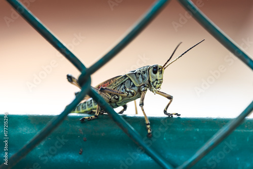 Locust