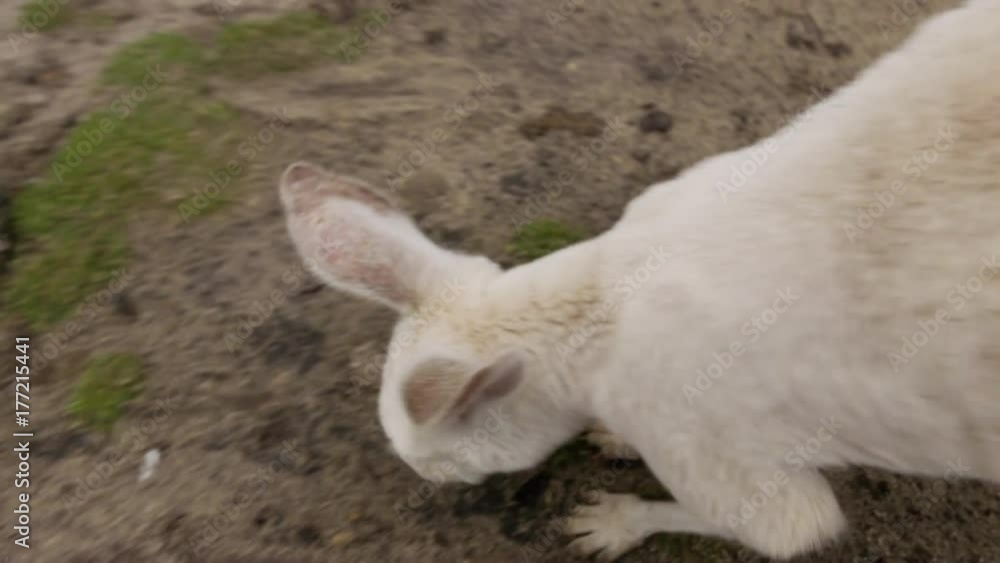 Common wallaroo small white kangaroo curious for a camera Common wallaroo small white kangaroo curious for a camera