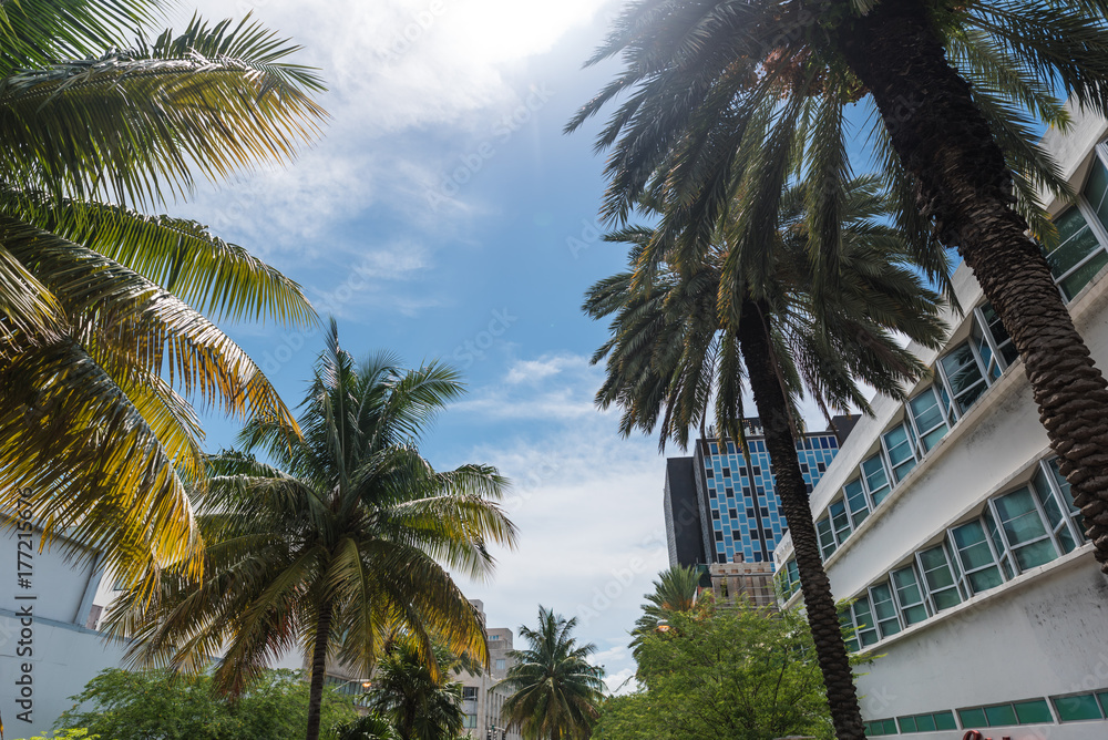 Palms in Miami