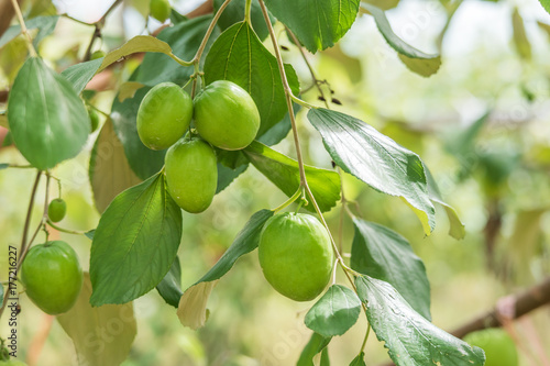 Close up of jujube fruits or Monkey apple growing on the tree in garden. agriculture in countryside of Thailand.