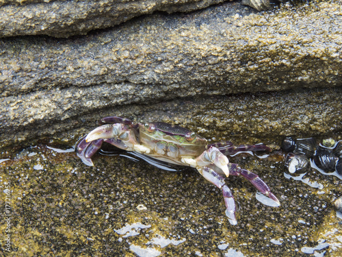 The marine crab in the coastal rocks