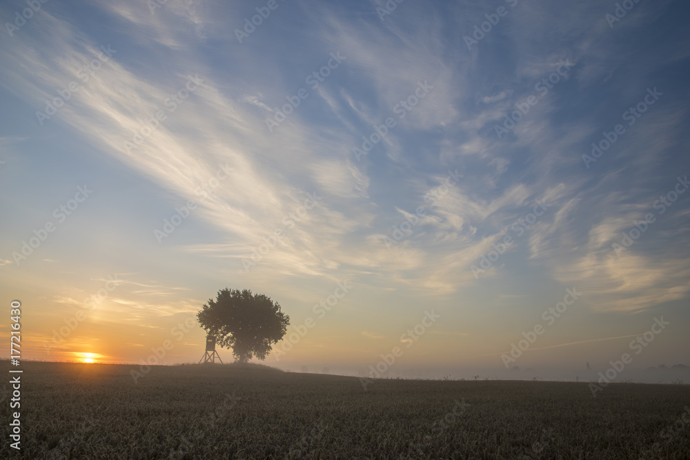 lonely oak tree growing in a field of grain during the magnificent misty sunrise,hunting tower