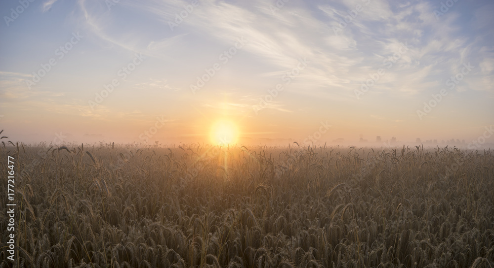 Obraz premium field of grain during the magnificent misty sunrise