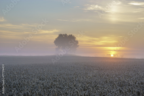 ely oak tree growing in a field of grain during the magnificent misty sunrise hunting tower