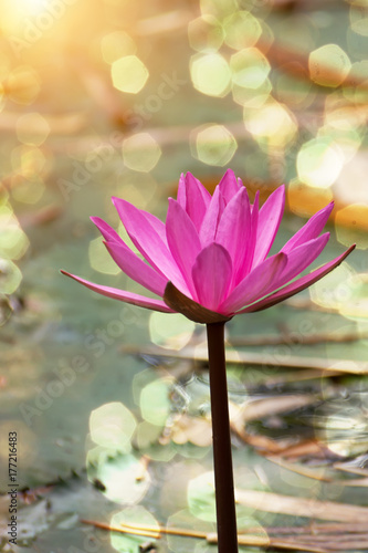 Water lily flower.