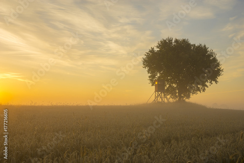 ely oak tree growing in a field of grain during the magnificent misty sunrise,hunting tower