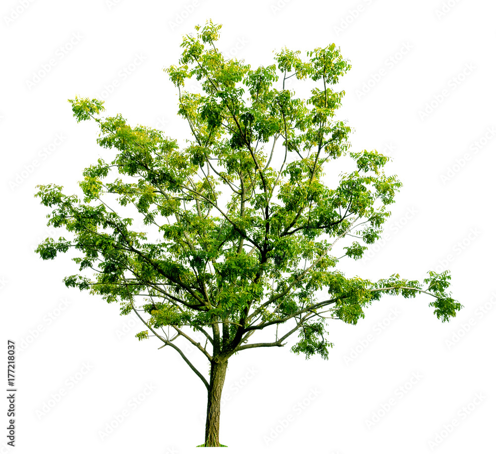Obraz premium tree isolated on white background