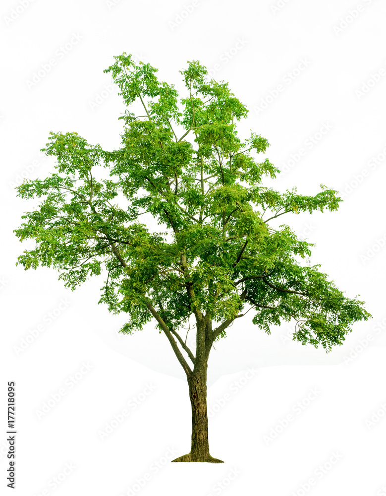 tree isolated on white background tree isolated on white background