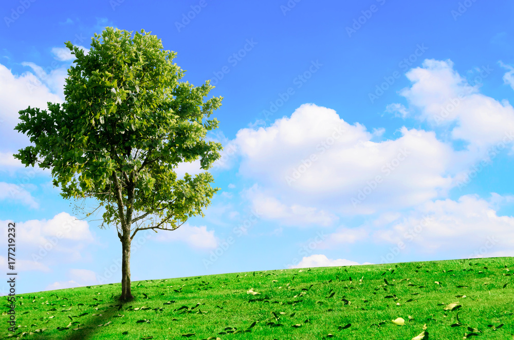 Green tree on green lawn The background is blue sky and white clouds. Stock  Photo | Adobe Stock