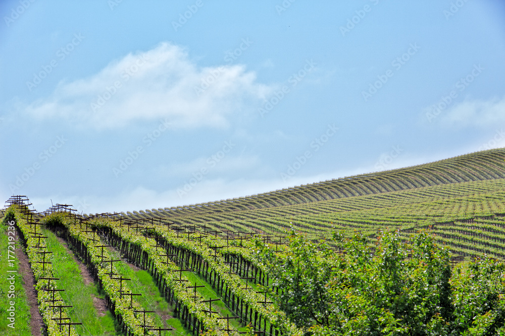 Rows and rows of vines cover rolling hills in Northern California