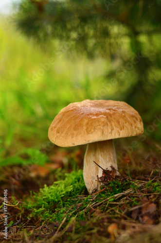 Porcini under pine growing in moss close-up © violart